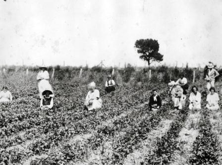 strawberry fields.jpg